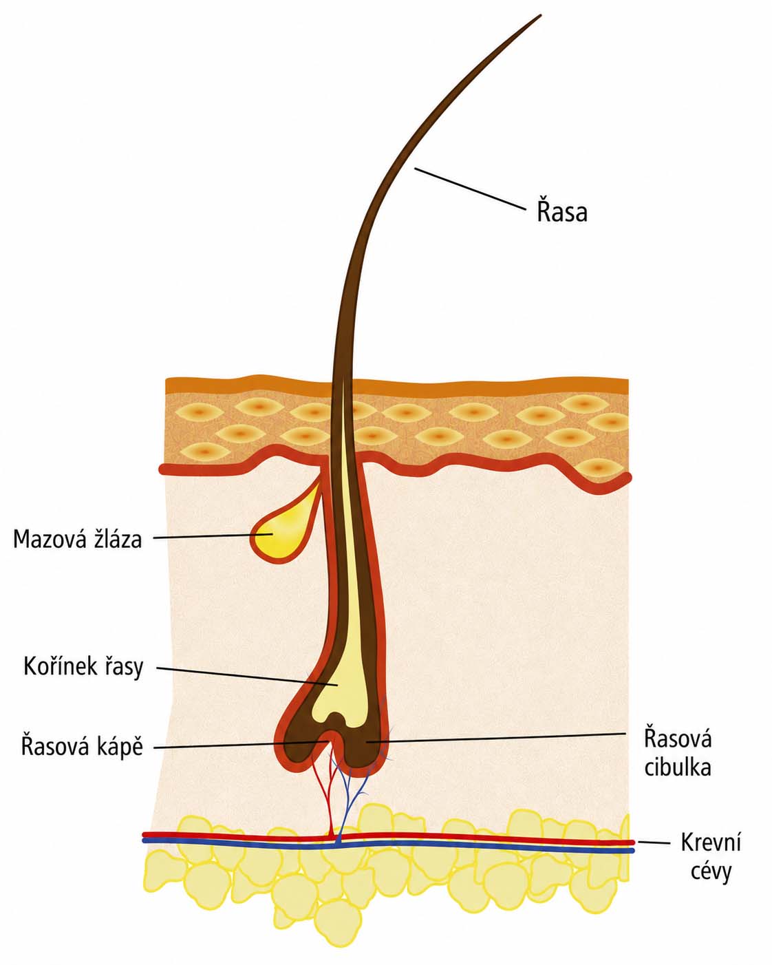 anatomie řasy